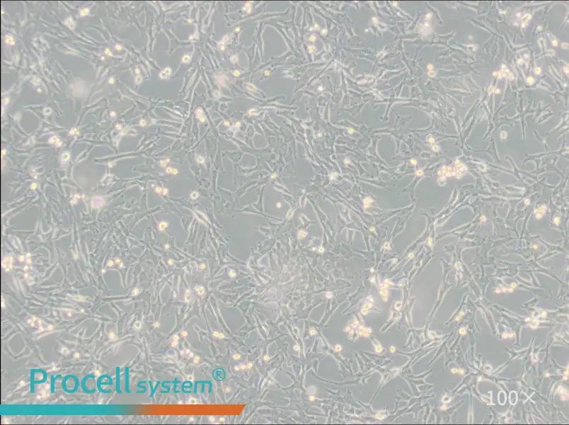 Super Tube Cell Complete Medium - 1