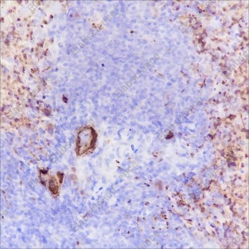 Recombinant CD42b Monoclonal Antibody - 4