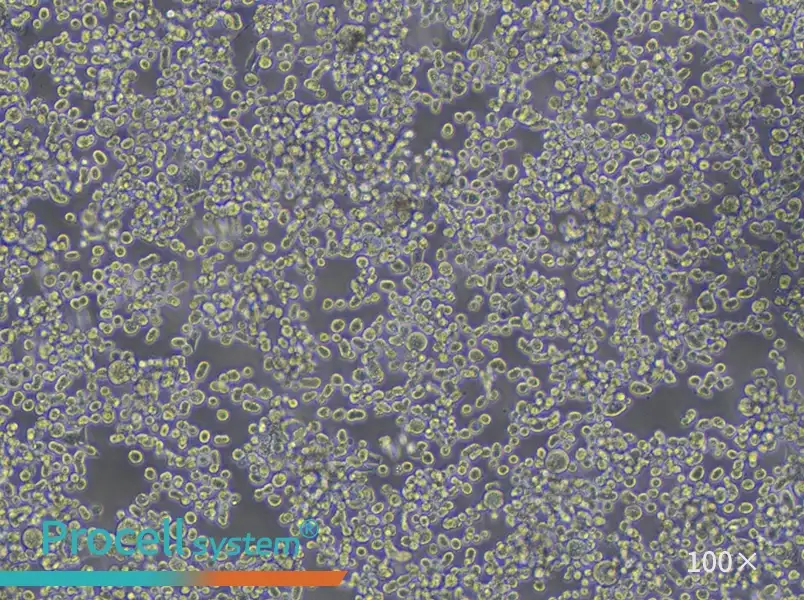 KATO III [KATO 3] Cell Complete Medium - 1