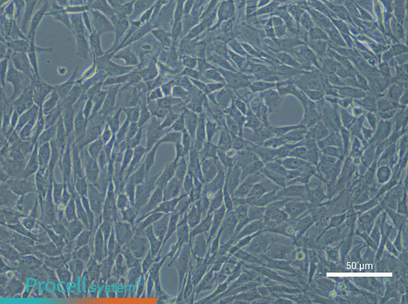 Rat Synovial Mesenchymal Stem Cells - 5