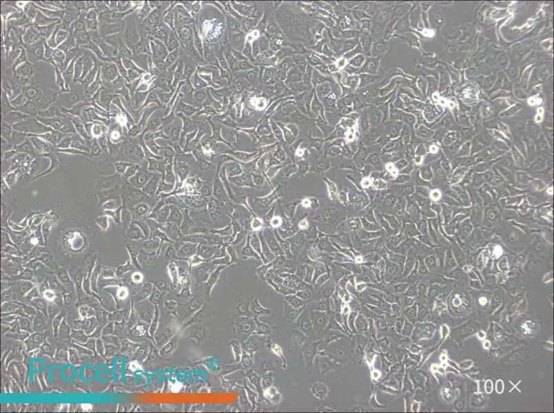 KU-19-19 Cell Complete MediumKU-19-19 Cell Complete Medium - 3