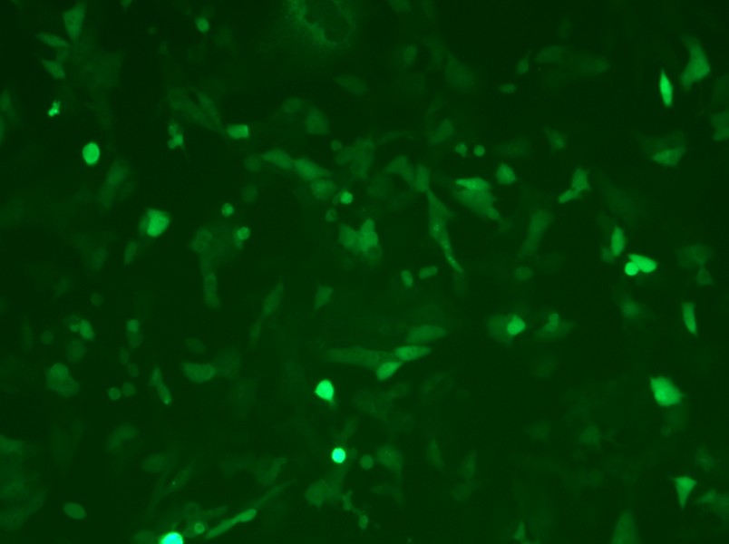 MC38-GFP Cell Complete Medium - 8