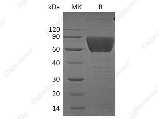 Recombinant Human CD99L2 Protein (Fc Tag) - 1