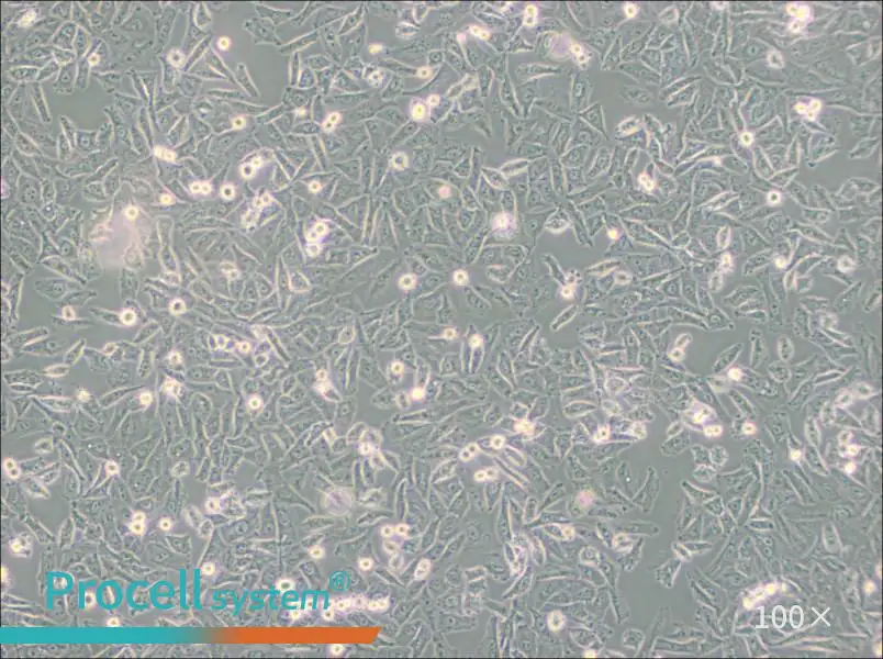 NCI-H1703 Cell Complete Medium - 2