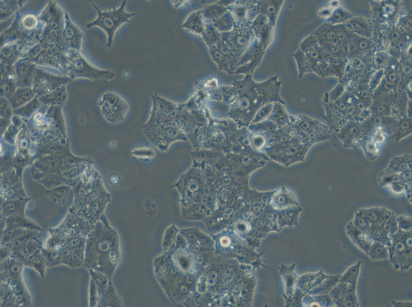 NCI-H1395 Cell Complete Medium - small - 6