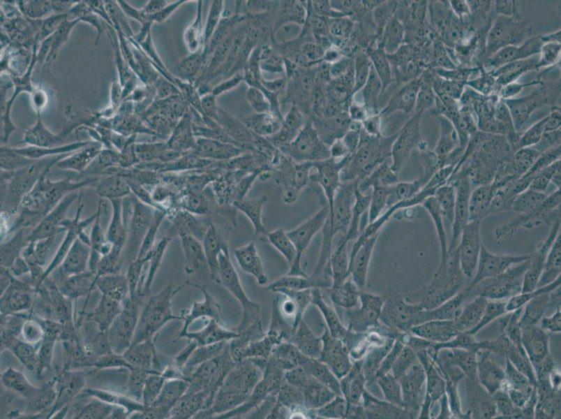 WPMY-1 Cell Complete Medium - small - 5