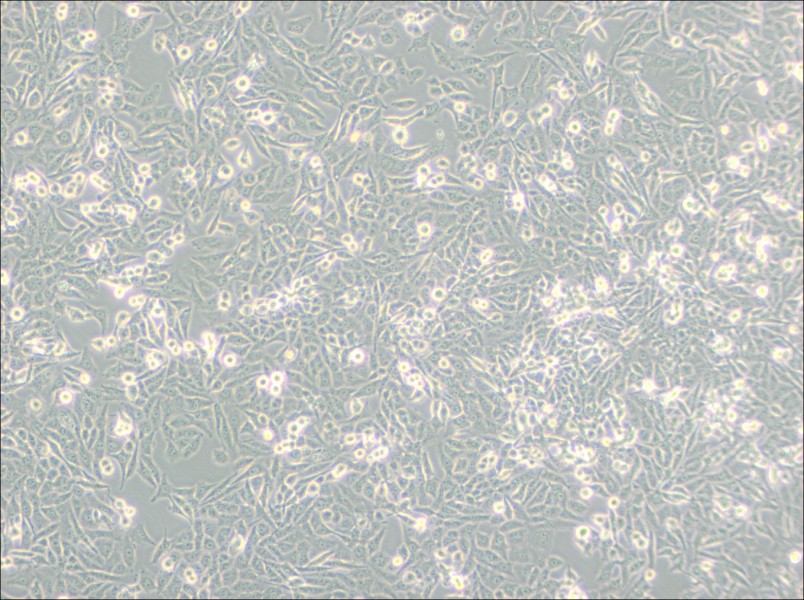 NCI-H157 Cell Complete MediumNCI-H157 Cell Complete Medium - 3
