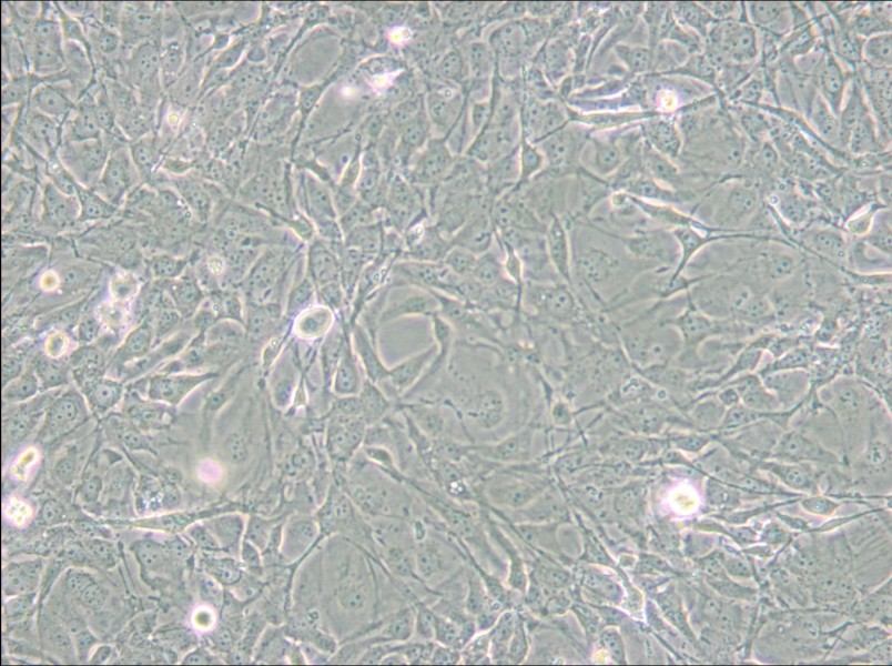 MET-5A Cell Complete Medium - small - 5