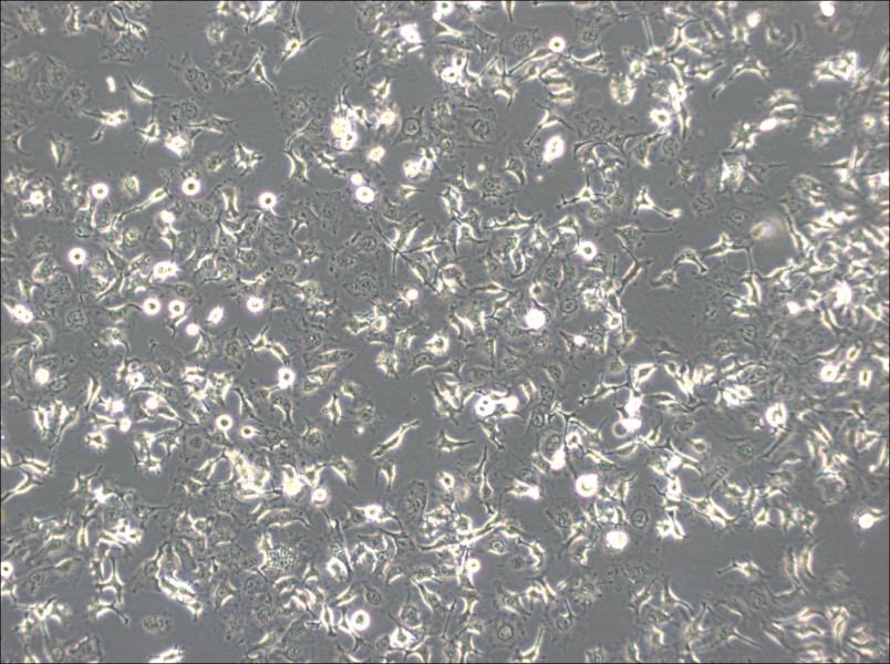 HCC1588 Cell Complete MediumHCC1588 Cell Complete Medium - 3