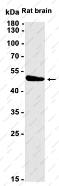 Recombinant Homer1 Monoclonal Antibody - 1