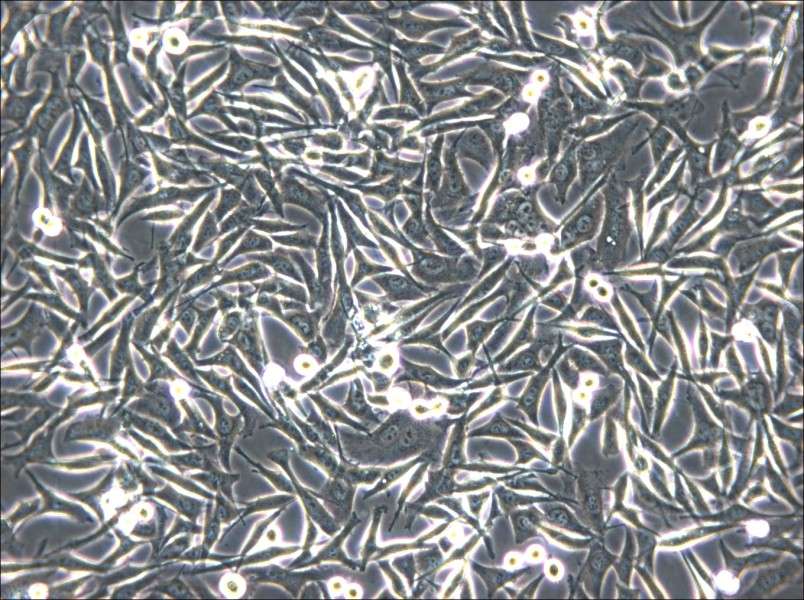 WM-266-4 Cell Complete Medium - small - 5