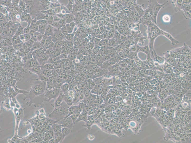 HePa1-6-GFP Cell Complete Medium - 9
