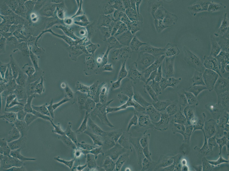 SK-OV-3 Cell Complete Medium - small - 4