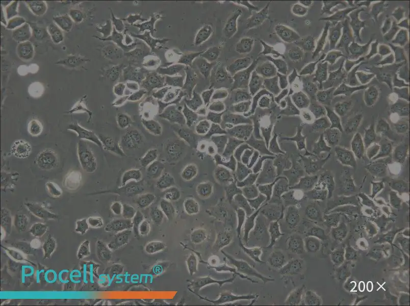 NP69SV40T Cell Complete Medium - small - 5