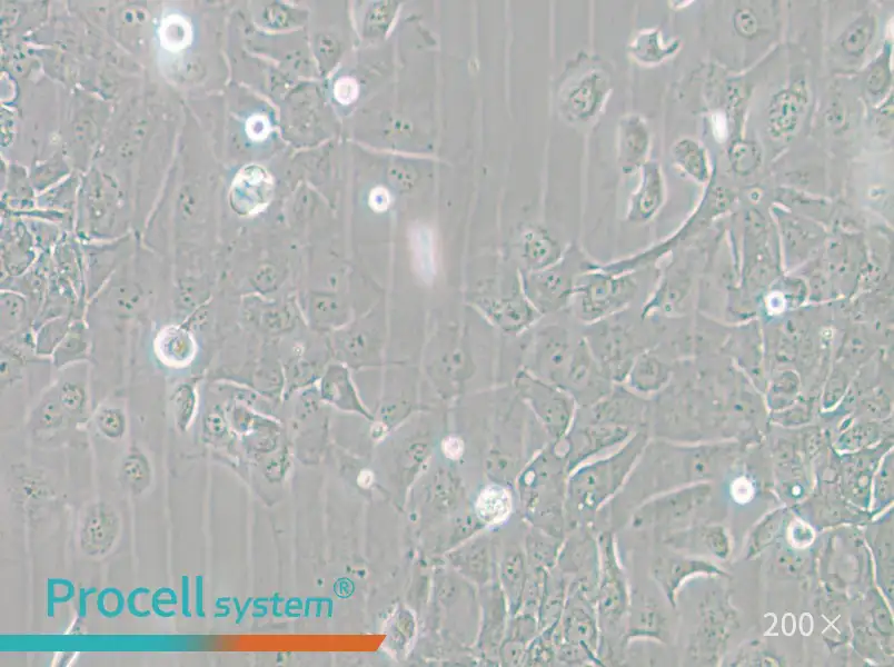 Panc 02.13 Cell Complete Medium - 5