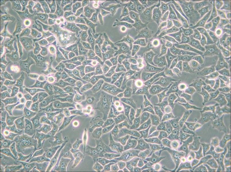 Hela S3 Cell Complete Medium - 6