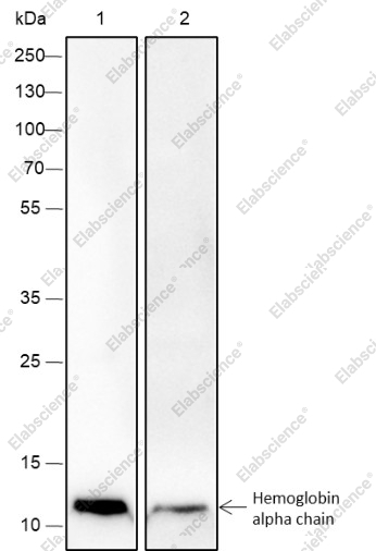 Recombinant Hemoglobin alpha Monoclonal Antibody - 1
