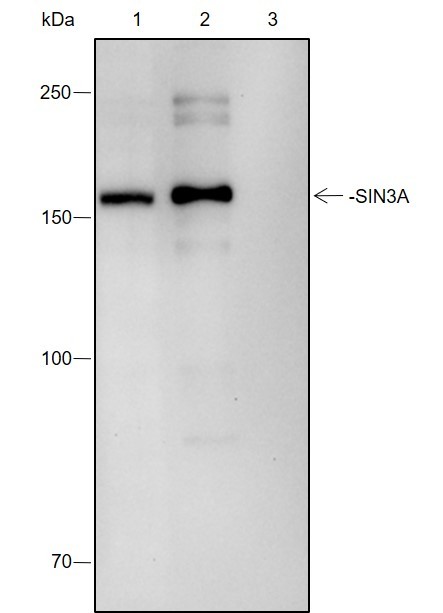 Recombinant SIN3A Monoclonal Antibody - small - 5