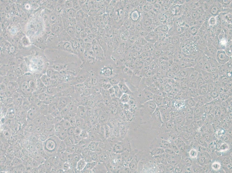 TE-12 Cell Complete Medium - small - 5