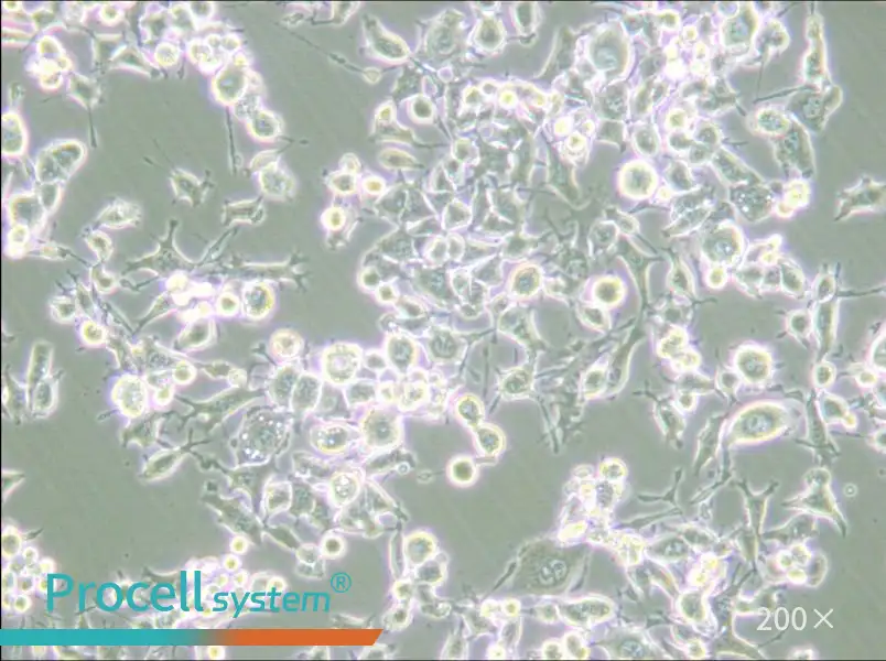 RAG Cell Complete Medium - 6