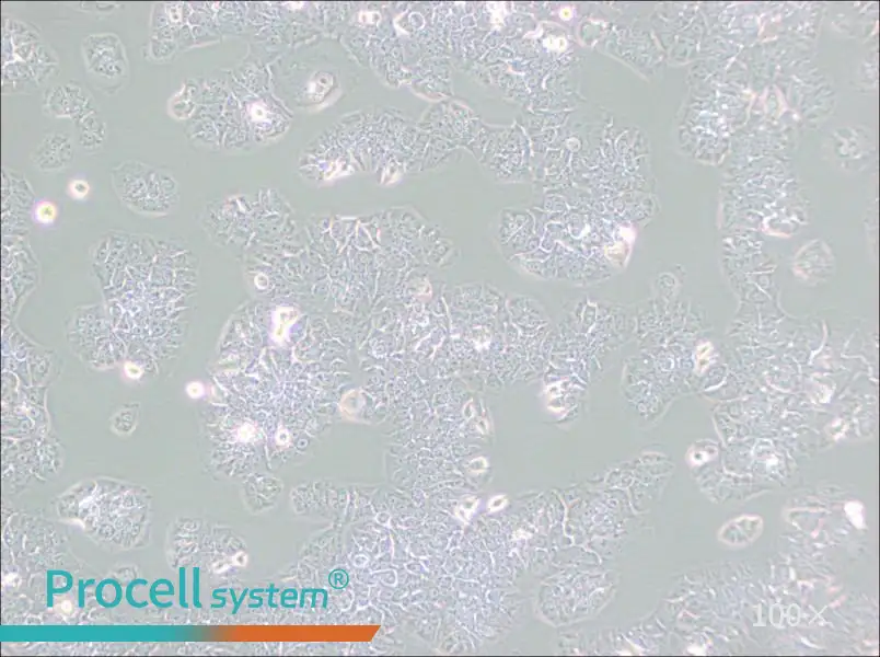 NCI-H1437 Cell Complete Medium - 3