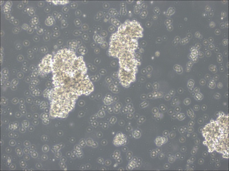 OCI-Ly3 Cell Complete Medium - 3