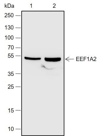 Recombinant eEF1A2 Monoclonal Antibody-searchlist-1