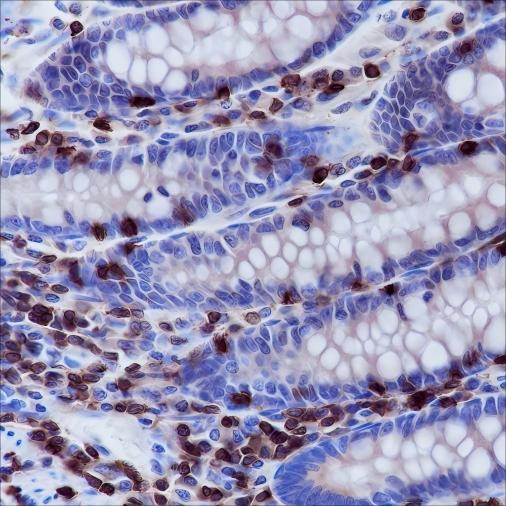Recombinant CD3 epsilon Monoclonal Antibody - small - 2