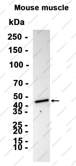 Recombinant Phospho-MEK1 (Thr292) Monoclonal Antibody - 2