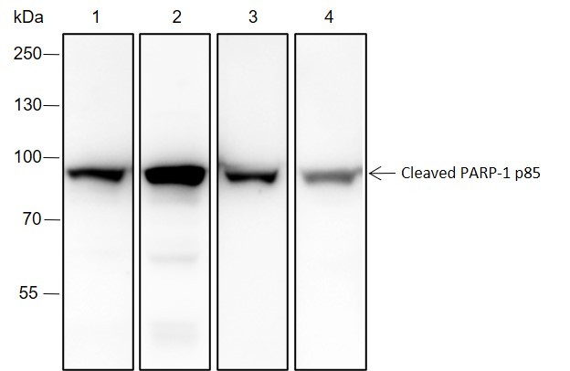 Recombinant Cleaved PARP1 p85 Monoclonal Antibody-searchlist-1