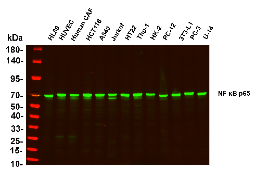 Recombinant NF-κB p65 Monoclonal Antibody-searchlist-1