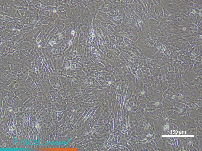 Rat Tendon Fibroblast Complete Medium - 1