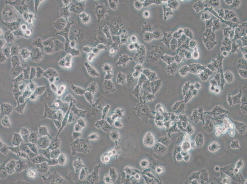 DMS 114 Cell Complete Medium - small - 6