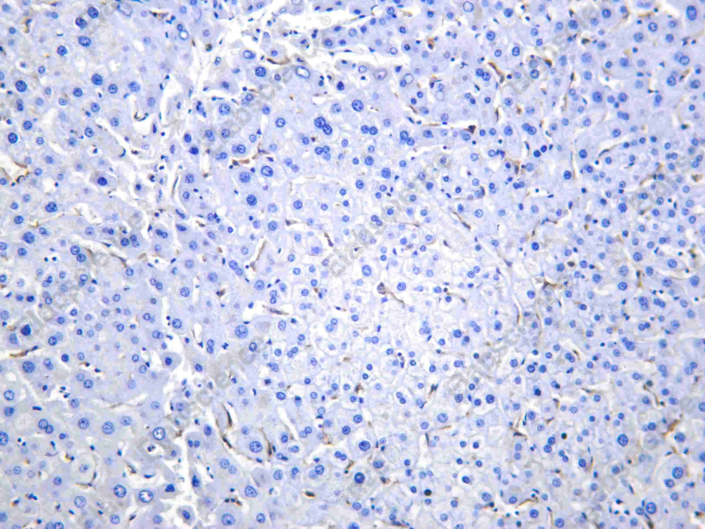 Recombinant EMR1 (F4/80) Monoclonal Antibody - 1