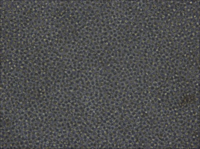 Ba/F3 Cell Complete Medium - 5