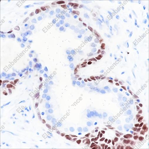 Recombinant SOX2 Monoclonal Antibody - 3
