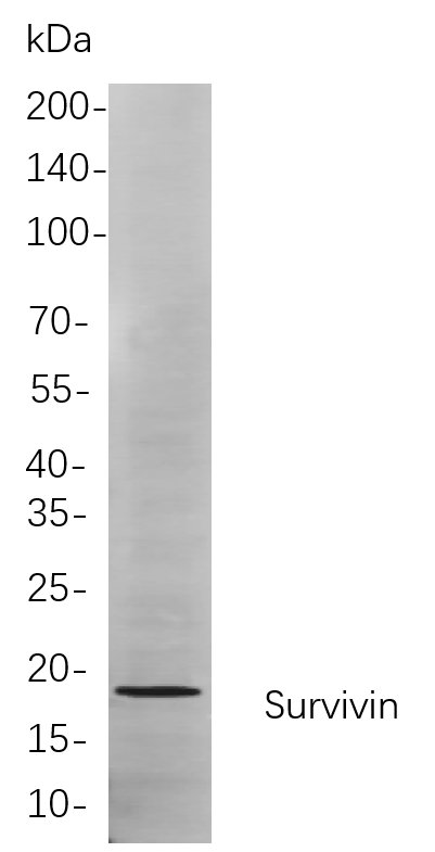 Recombinant Survivin Monoclonal Antibody-searchlist-1