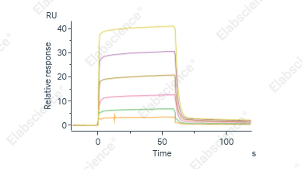 Recombinant Mouse CD16 Protein (His Tag) - 2