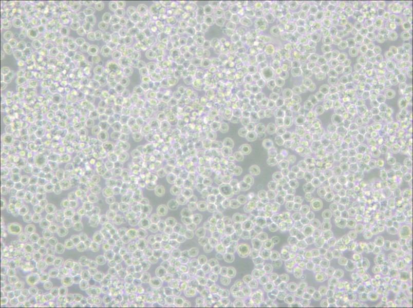 P3X63Ag8 Cell Complete Medium - 6