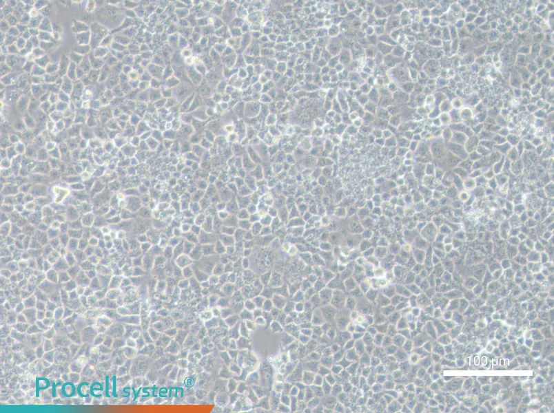 JAR Cell Complete Medium - 3