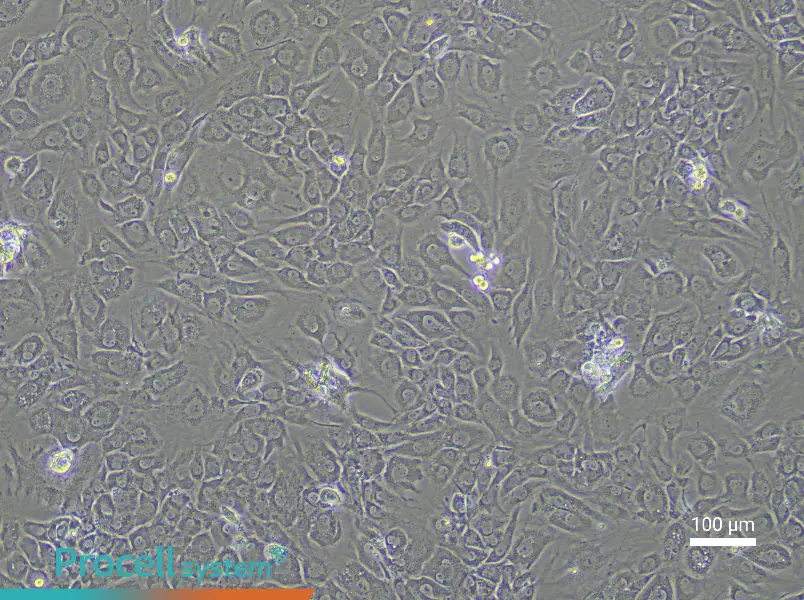 Rat Acetabular Chondrocyte Complete Medium - 2