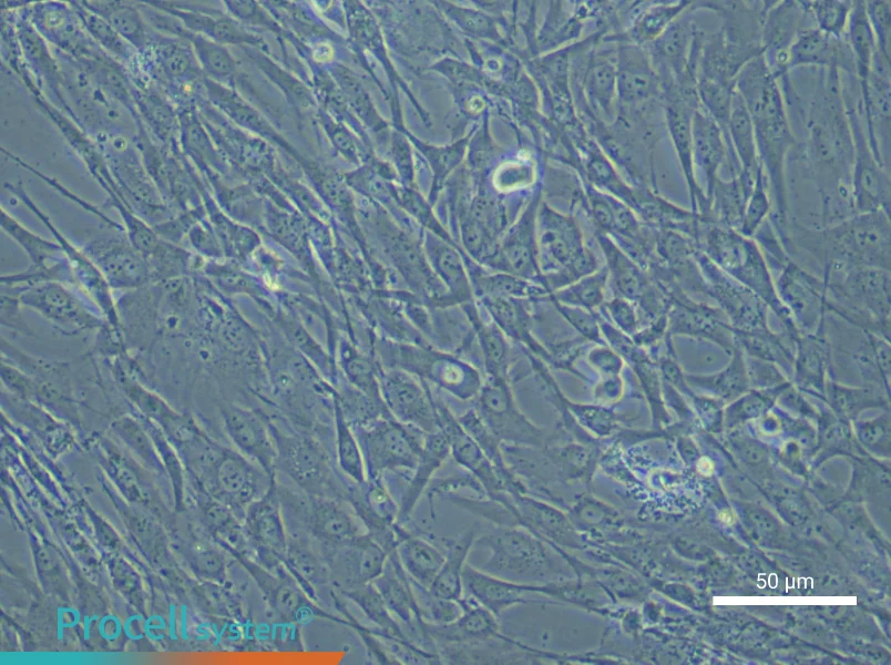 Human Bone Marrow Mesenchymal Stem (Primary cell immortalization) Cell Complete Medium - 4