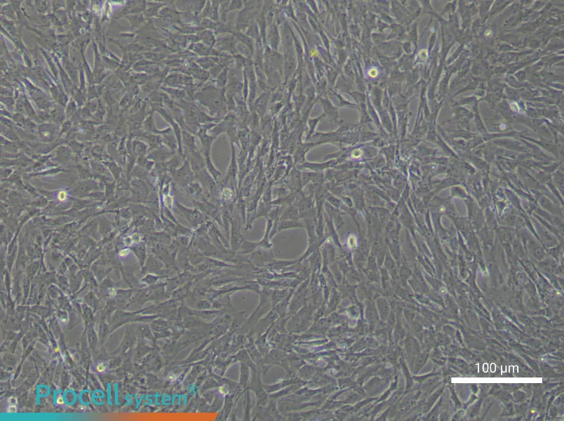 Rat Adipose-derived Mesenchymal Stem CellsRat Adipose-derived Mesenchymal Stem Cells - 2