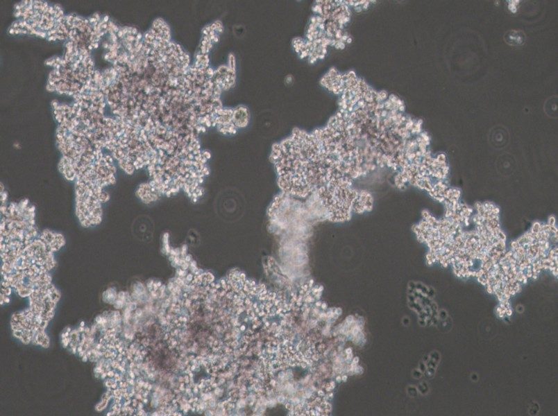 PC-12 (Undifferentiated) Cell Complete Medium-searchlist-1