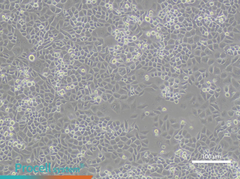 CC-LP-1 Cell Complete MediumCC-LP-1 Cell Complete Medium - 2