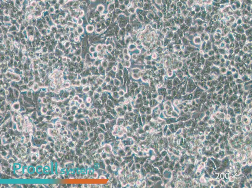 KPL-4 Cell Complete Medium - 4