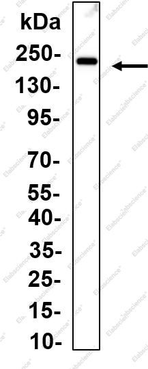 Recombinant FLT3 Monoclonal Antibody - 1