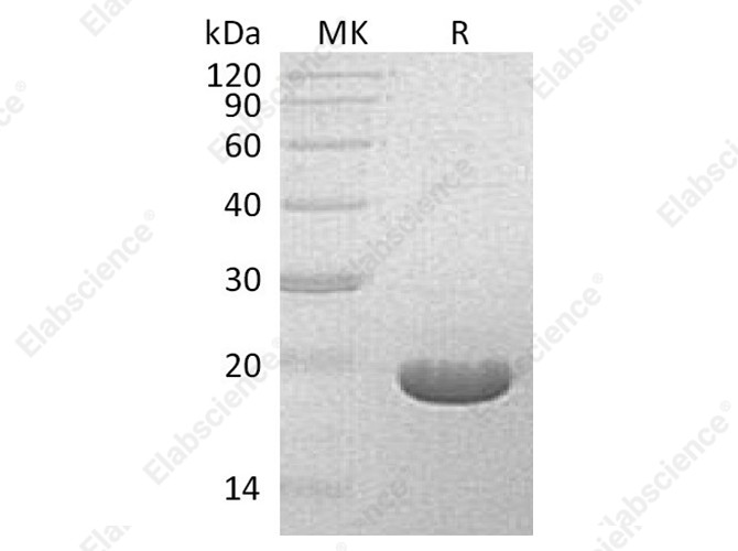 Recombinant Streptomyces hygroscopicus Bar Protein - 1