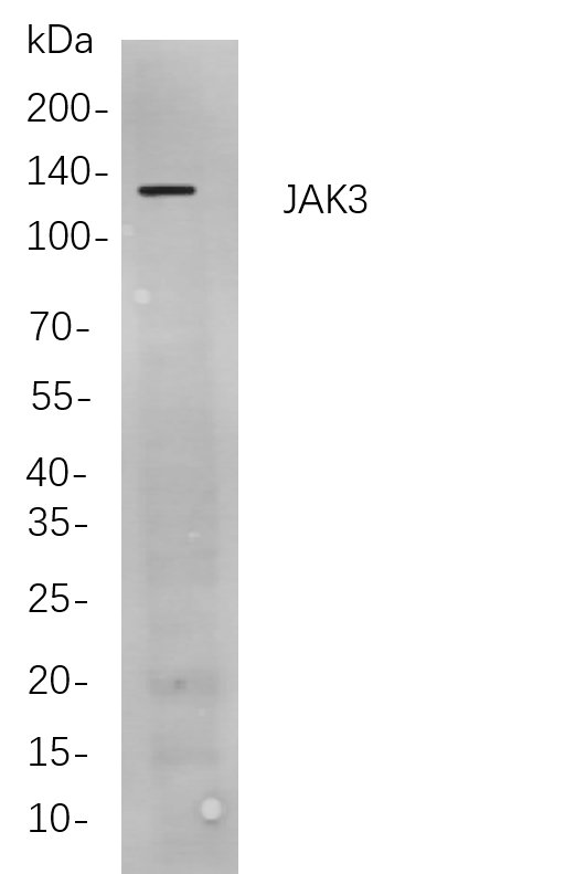 Recombinant JAK3 Monoclonal Antibody-searchlist-1