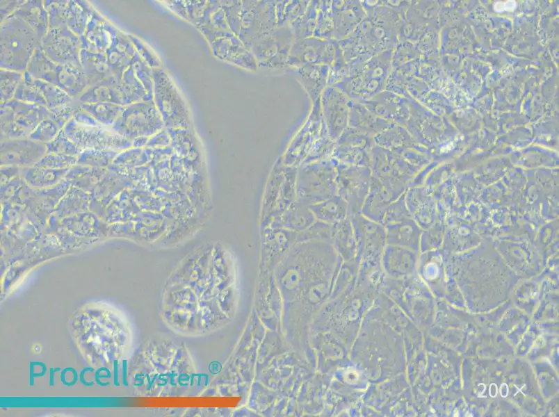 A-704 Cell Complete Medium - small - 5